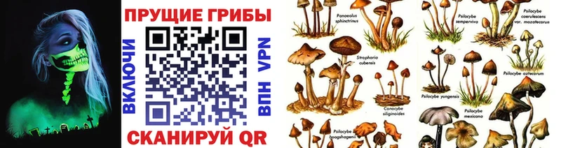 кракен как зайти купить наркоту Энем Галлюциногенные грибы Psilocybe